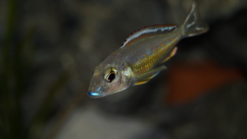 Callochromis pleurospilus 'Ujiji'